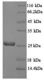 Recombinant Escherichia coli GTP cyclohydrolase-2 (ribA)