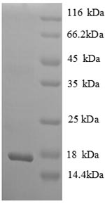 Recombinant Rat Beta-nerve growth factor (Ngf), partial