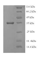 Recombinant Escherichia coli Ethanolamine ammonia-lyase light chain (eutC)