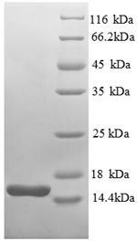 Recombinant Escherichia coli Thioredoxin-1 (trxA)