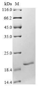 N-terminal 6xHis-SUMO-tagged