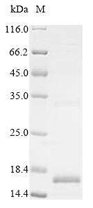 Recombinant Human Bone morphogenetic protein 3 (BMP3)