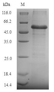 Recombinant Saccharomyces cerevisiae Cystathionine beta-synthase (CYS4)