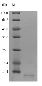 Recombinant Human C-C motif chemokine 18 (CCL18)