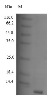 Recombinant Human C-C motif chemokine 8 (CCL8)