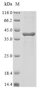 Recombinant Torpedo californica Acetylcholine receptor subunit alpha (CHRNA1), partial