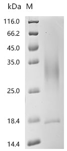 Recombinant Human Cytochrome b5 type B(CYB5B) , partial