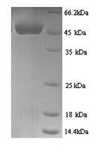 Recombinant Mouse CCN family member 1 (Ccn1)