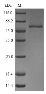 Recombinant Mouse EGF-containing fibulin-like extracellular matrix protein 1 (Efemp1)