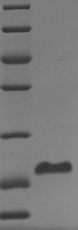 Recombinant Human Coagulation factor VII (F7), partial
