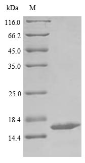 Recombinant Bovine Adrenodoxin, mitochondrial (FDX1)
