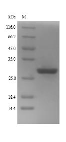 Recombinant Human Zinc finger protein GLI2 (GLI2), partial