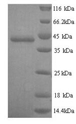 Recombinant Mouse Guanine nucleotide-binding protein G (o) subunit alpha (Gnao1)