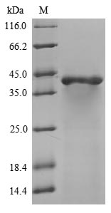 Recombinant Mouse Guanine nucleotide-binding protein G (o) subunit alpha (Gnao1)
