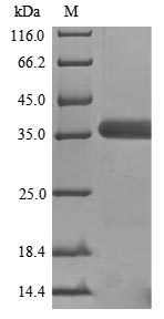 Recombinant Mouse Guanine nucleotide-binding protein G (o) subunit alpha (Gnao1)
