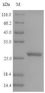 Recombinant Pig Epididymal secretory glutathione peroxidase (GPX5)