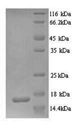 Recombinant Human Glutamate receptor 3 (GRIA3), partial