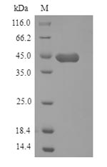 Recombinant Mouse Hyaluronan and proteoglycan link protein 1 (Hapln1)