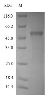 Recombinant Saccharomyces cerevisiae Hexokinase-1 (HXK1), partial