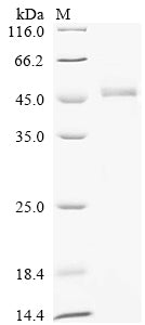 Recombinant Human HLA class I histocompatibility antigen, alpha chain G (HLA-G)