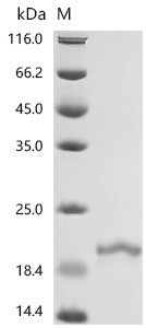 Recombinant Mouse Interferon alpha-4(Ifna4)