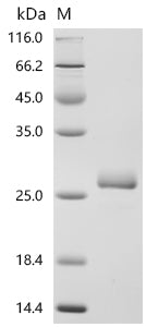 Recombinant Mouse Interferon alpha-4(Ifna4)