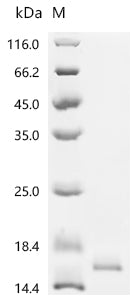 Recombinant Rabbit Interleukin-2 (IL2)