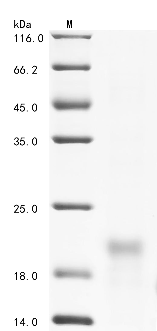 Recombinant Dog Interleukin-33 (IL33), partial