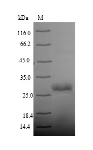 Recombinant Human Integrin alpha-IIb (ITGA2B), partial