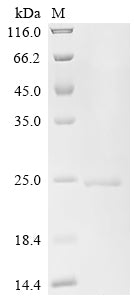 Recombinant Human Integrin alpha-L (ITGAL), partial