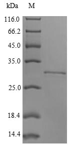 Recombinant Rabbit Integrin beta-8 (ITGB8), partial