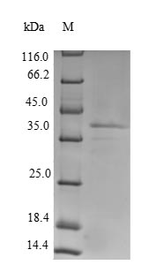 Recombinant Rat Lutropin-choriogonadotropic hormone receptor (Lhcgr), partial