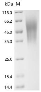 Recombinant Human Leukemia inhibitory factor (LIF)