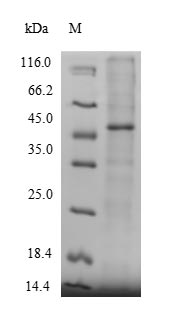 Recombinant Human Protein-methionine sulfoxide oxidase MICAL2 (MICAL2), partial