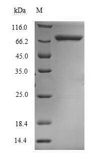 Recombinant Human Methylenetetrahydrofolate reductase (NADPH) (MTHFR)