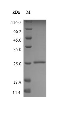 Recombinant Human Mucin-2 (MUC2), partial
