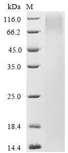 Recombinant Mouse Nidogen-2 (Nid2), partial