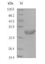 Recombinant Saccharomyces cerevisiae ProlifeRating cell nuclear antigen (POL30)