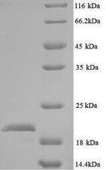 Recombinant Escherichia coli O157:H7 Peptide deformylase (def)