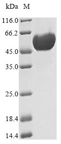Recombinant Dog Inactive pancreatic lipase-related protein 1 (PNLIPRP1)