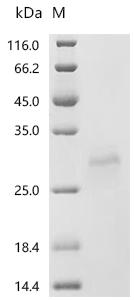 Recombinant Cat Prolactin (PRL)