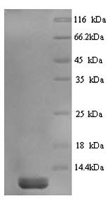 Recombinant Guinea pig Saposin-C (PSAP)