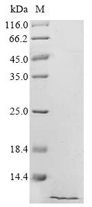 Recombinant Bovine Pulmonary surfactant-associated protein B (SFTPB)