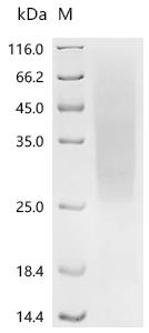 Recombinant Human Solute carrier organic anion transporter family member 1A2 (SLCO1A2),partial