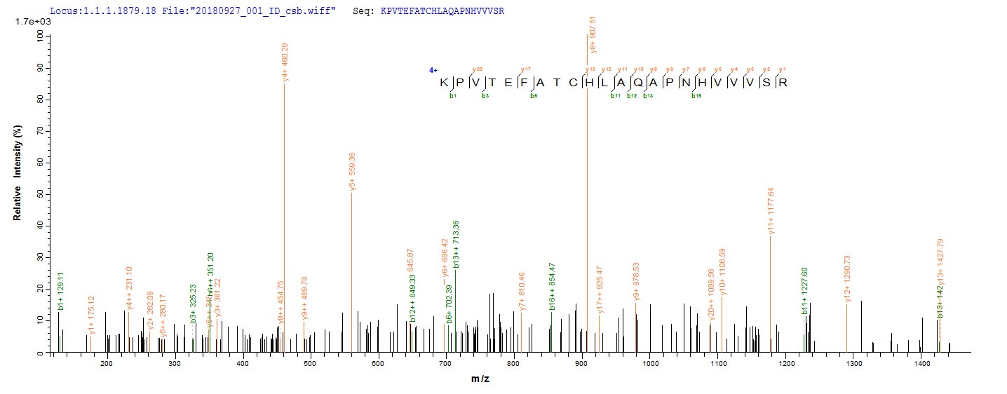 Recombinant Rat Serotransferrin (Tf)