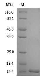Recombinant Oncorhynchus mykiss Transforming growth factor beta-1 (TGFB1)