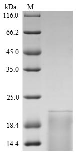 Recombinant Rat Thyrotropin subunit beta (Tshb)