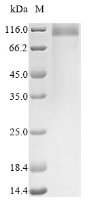 Recombinant Mouse Uromodulin (Umod), partial