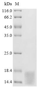Recombinant Mouse VIP peptides (Vip)