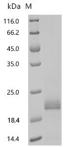 Recombinant Mouse VIP peptides (Vip)